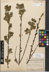 Foto von Salix myrsinifolia Salisb.